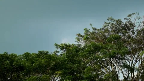 Trees swaying rapidly during a storm Stock Footage 320917016