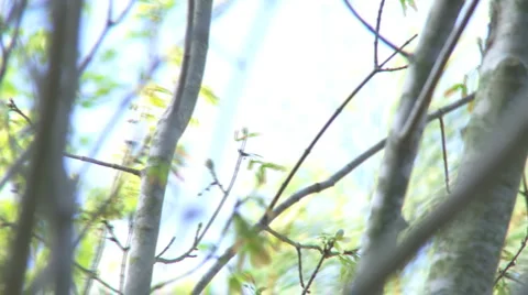Trees Swaying in a Spring Breeze - HD 1080 Stock Footage 4482163
