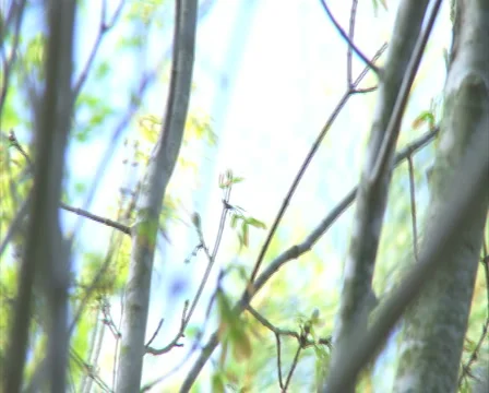 Trees Swaying in a Spring Breeze - PAL 스톡 동영상 4976089