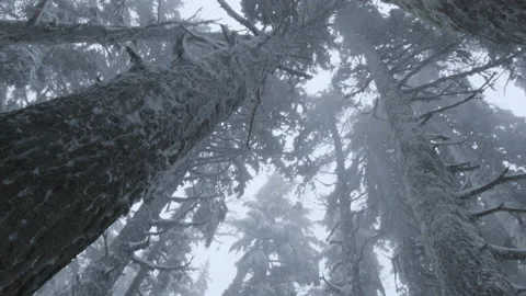 Trees swaying in a strong blizzard storm Stock Footage 237417738
