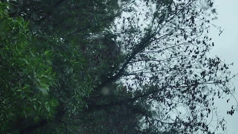 Trees swaying in strong wind and rain seen through wet window glass Stock Footage 344850421