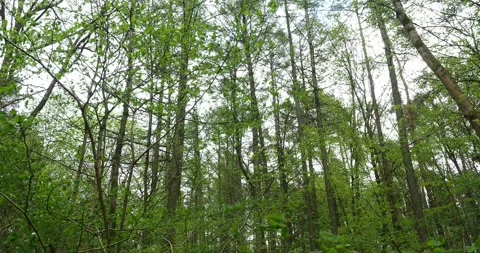Trees Swaying in Strong Wind in Arkonski Forest Szczecin Poland Stock Footage 333538648