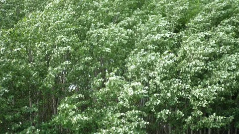 Trees Swaying in Strong Wind on a Cloudy Day Stock Footage 313822087