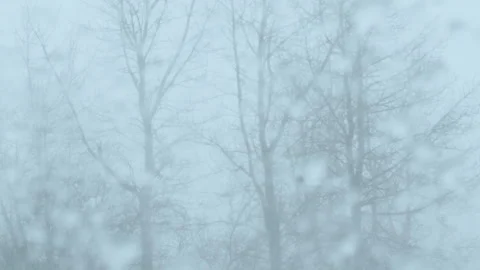 Trees Swaying in Strong Wind During Snowstorm (4K) Video stock 332876860