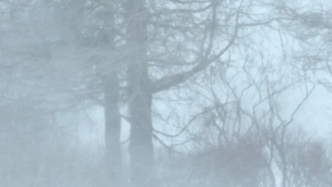Trees Swaying in Strong Wind During Snowstorm (4K) Stock Footage 332876942