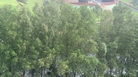 Trees Swaying in Strong Wind During Stormy Weather Video stock 339265072