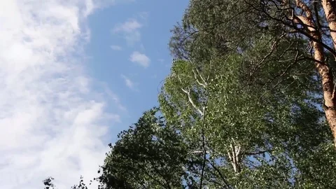 Trees swaying in strong wind Stock Footage 83312326