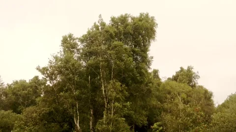 Trees swaying in strong wind Stock Footage 252182598