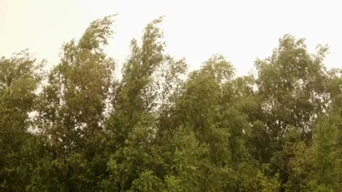 Trees swaying in the strong wind 動画素材 254552531