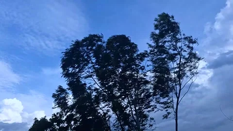 Trees Swaying Strong Wind Storm Cloudy Sky Stock Footage 342577789