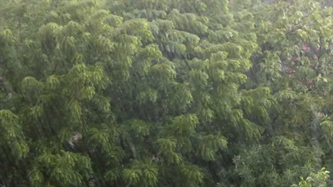 Trees swaying under rain Stock Footage 135401851