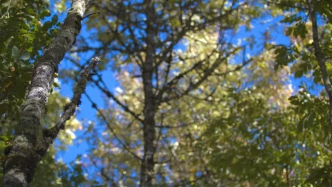 Trees Swaying in the Wind Against a Blue Sky Stock Footage 95942111