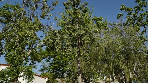 Trees swaying in the wind. Behind the trees is the blue sky. Video stock 92154737