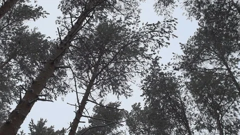 Trees swaying in the wind on a cloudy day against the sky Stock Footage 86400843