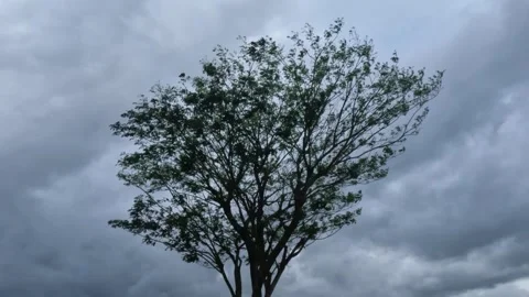 Trees swaying in the wind on a cloudy day Stock Footage 321326048