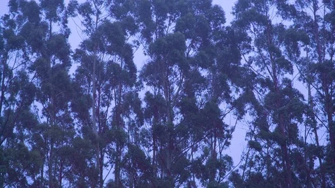 Trees swaying in wind during rainy season Stock Footage 76103356