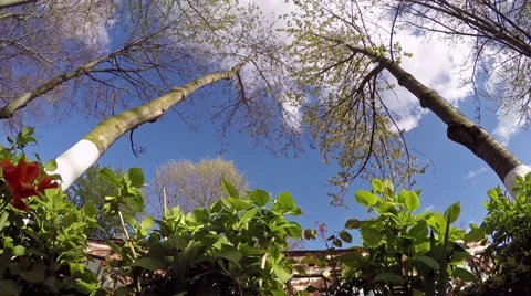 Trees swaying in the wind 스톡 동영상 49950672