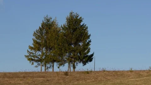 Trees swaying in the wind. Stock Footage 75750759