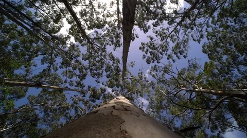 Trees swaying In the wind Stock Footage 79607390