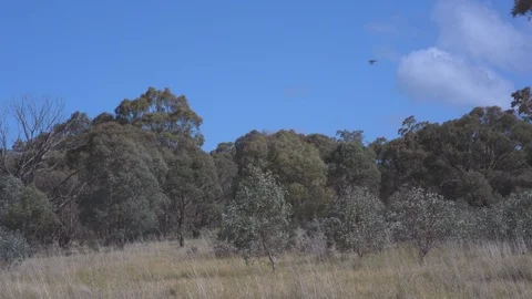 Trees swaying in the wind Video stock 87121384