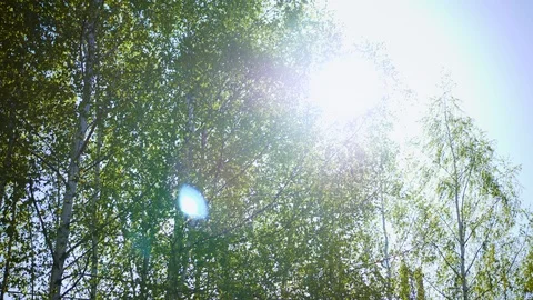 Trees swaying in the wind Stock Footage 100929566