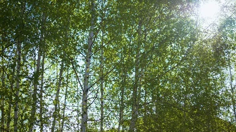 Trees swaying in the wind Stock Footage 100929904