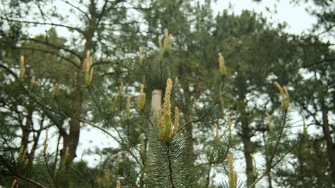 Trees swaying in the wind. Stock Footage 112376379