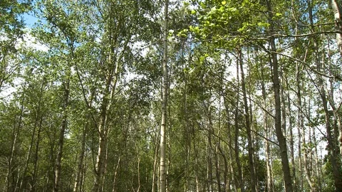Trees Swaying in Wind Stock-Footage 118966923