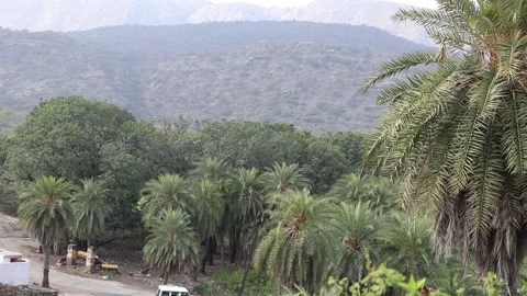 Trees swaying in wind. Stock Footage 170278680
