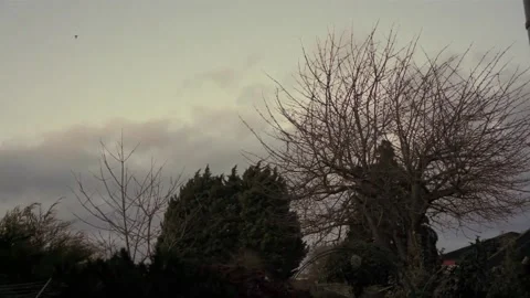 Trees swaying in the wind Stock Footage 170796497