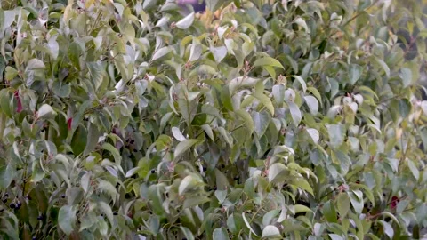 Trees swaying in the wind Stock Footage 222892698