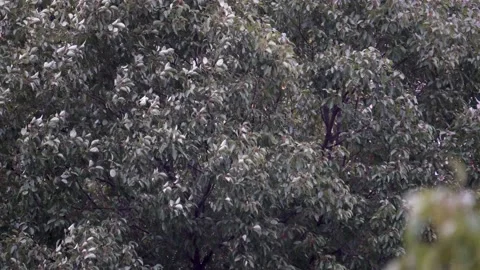 Trees swaying in the wind Stock Footage 222892719