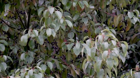 Trees swaying in the wind Stock Footage 222892722