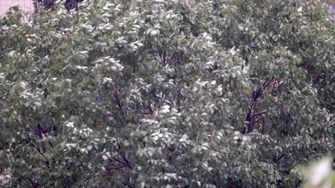 Trees swaying in the wind Stock Footage 222892727
