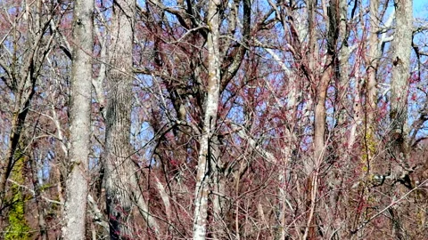 Trees Swaying in the Wind Stock Footage 234809957