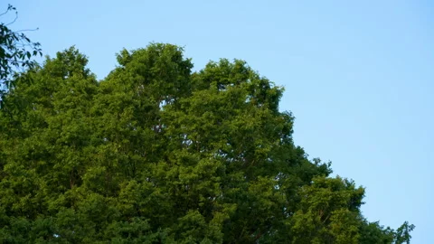 Trees swaying in the wind Stock Footage 241495128