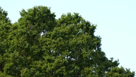 Trees swaying in the wind Stock Footage 241496137