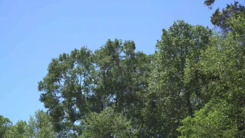 Trees Swaying in the Wind Stock Footage 271369169
