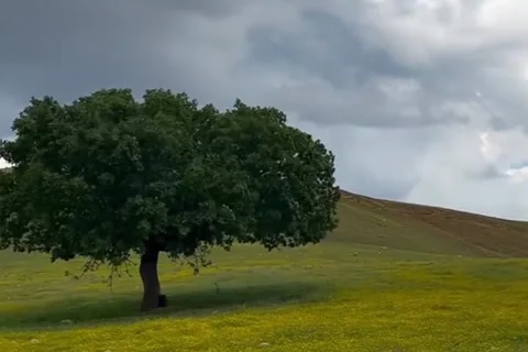 Trees swaying in the wind Stock Footage 318840279