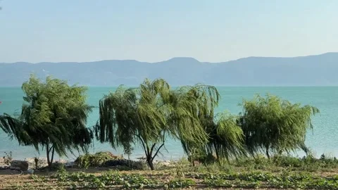 Trees swaying in the wind in front of the mountain landscape by the lake , calm Stock Footage 254121732