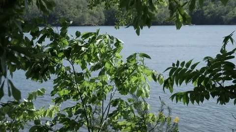 Trees swaying in the wind in front of a river 스톡 동영상 75387761