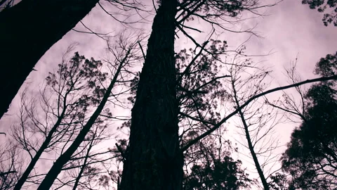 Trees Swaying in the wind pink Sky Stock Footage 196751208