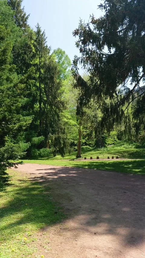 Trees Swaying in Wind at Sunny Park Clearing vertical video Stock Footage 339270993