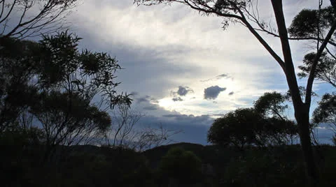 Trees swaying in the wind at sunset Video stock 23712721