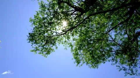 Trees swaying in the wind, sunshine and blue sky Stock Footage 328300656