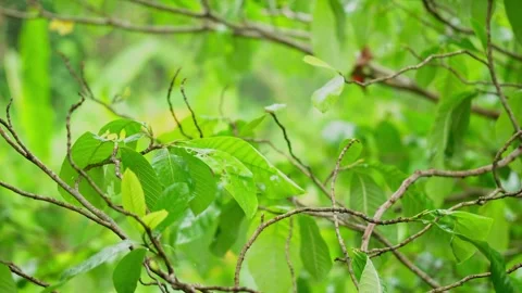 Trees swaying in the wind. Trees bending under the rain storm. Stock Footage 309311402
