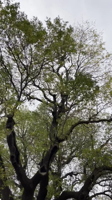 Trees swaying in windy weather Vídeo Stock 250014157