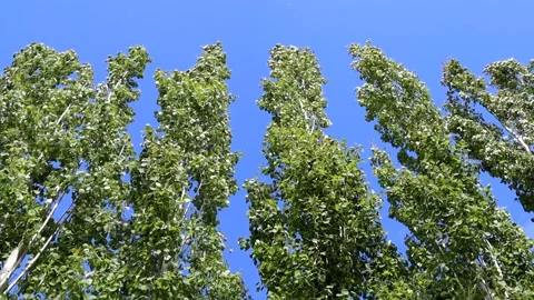 Trees Swedish Aspens Blowing in Wind - slow motion Stock Footage 131477276