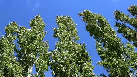 Trees Swedish Aspens Blowing in Wind Stock Footage 131477295