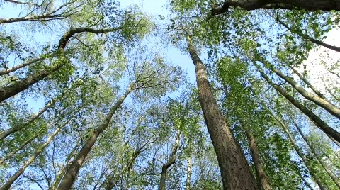 Trees swinging Stock-Footage 729206